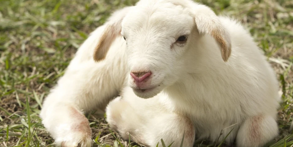 Weekend z dzieckiem w Beskidach i na Śląsku Cieszyńskim