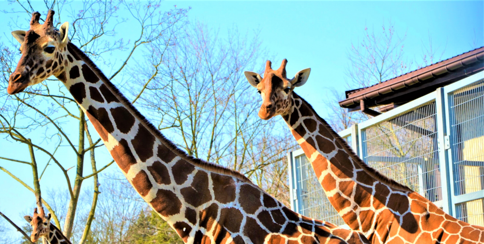 Śląskie atrakcje dla dużych i małych dzieci